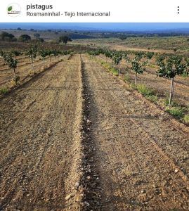 Extremeña de pistachos, referente del sector en el suroeste ibérico