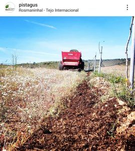 Extremeña de pistachos, referente del sector en el suroeste ibérico