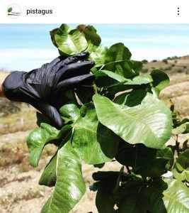 Extremeña de pistachos, referente del sector en el suroeste ibérico