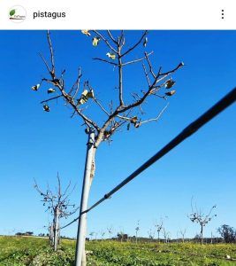 Extremeña de pistachos, referente del sector en el suroeste ibérico