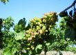 Extremeña de pistachos, referente del sector en el suroeste ibérico