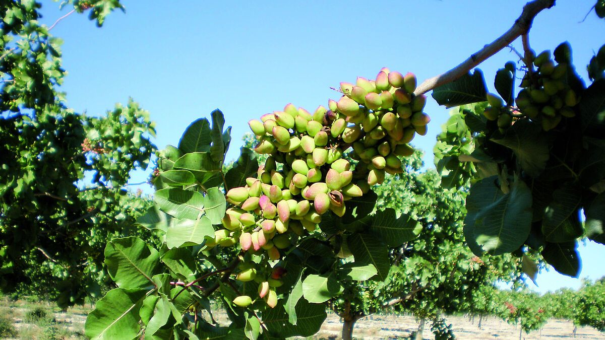 Extremeña de pistachos, referente del sector en el suroeste ibérico