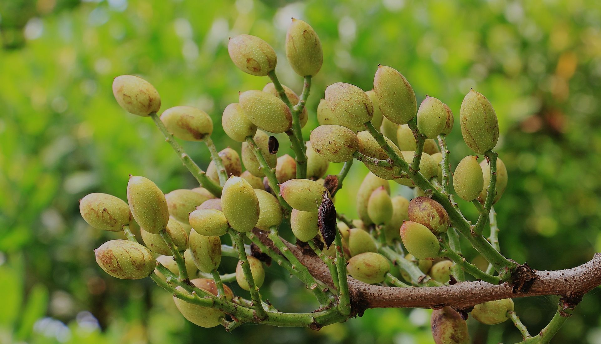 Extremeña de Pistachos Sociedad Cooperativa Agroalimentaria