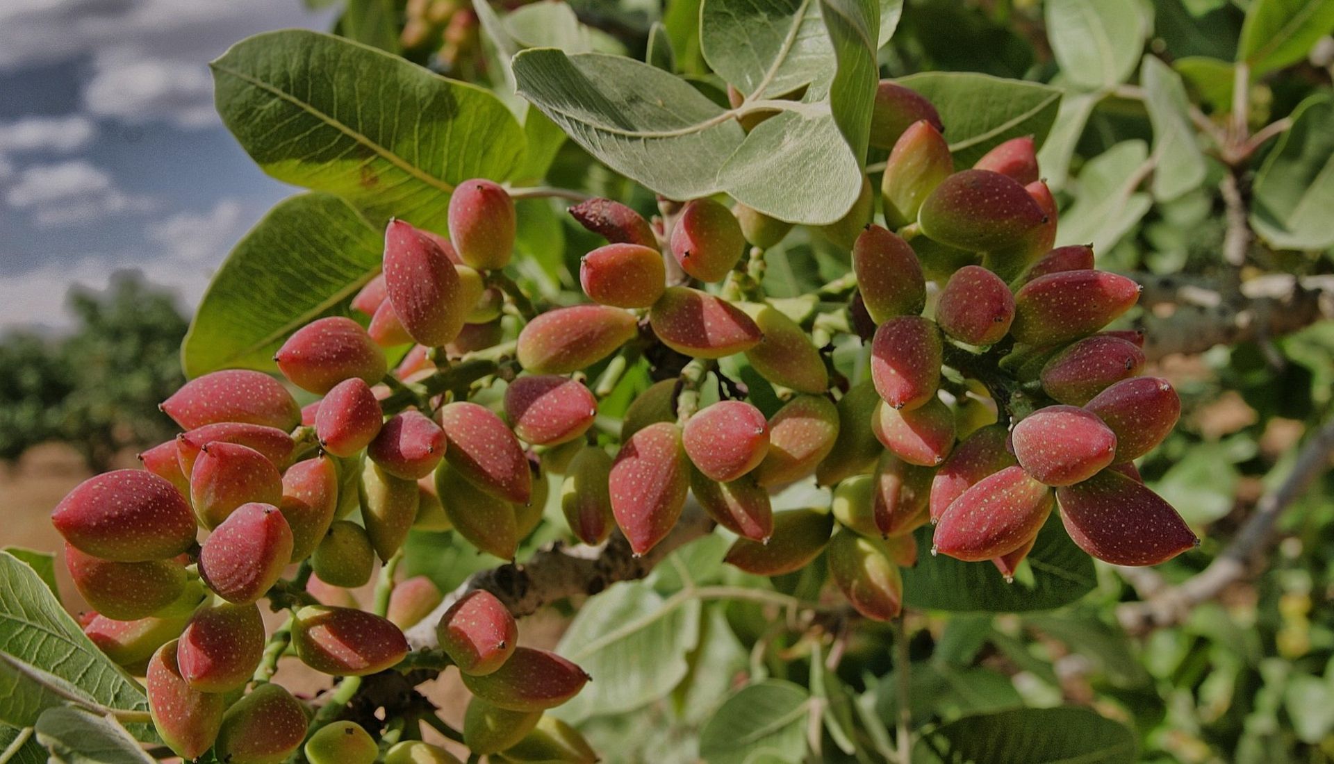 Extremeña de Pistachos Sociedad Cooperativa Agroalimentaria