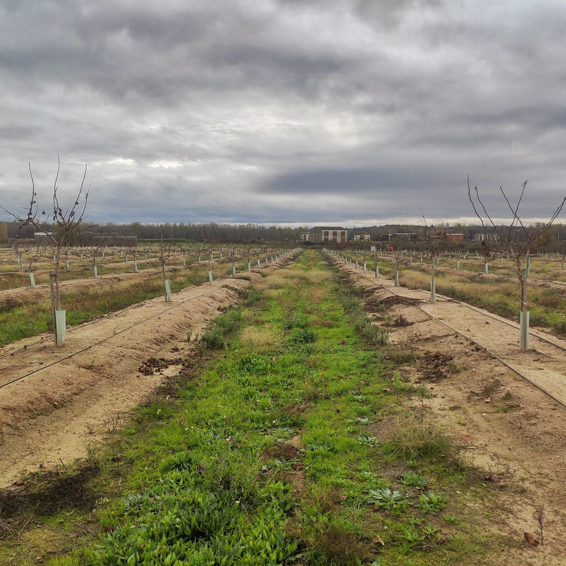 Manejo del suelo y cubierta vegetal del pistachero